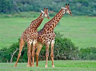 Close-up of Giraffe